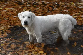 Great Pyrenees mix dog standing in creek full of leaves
