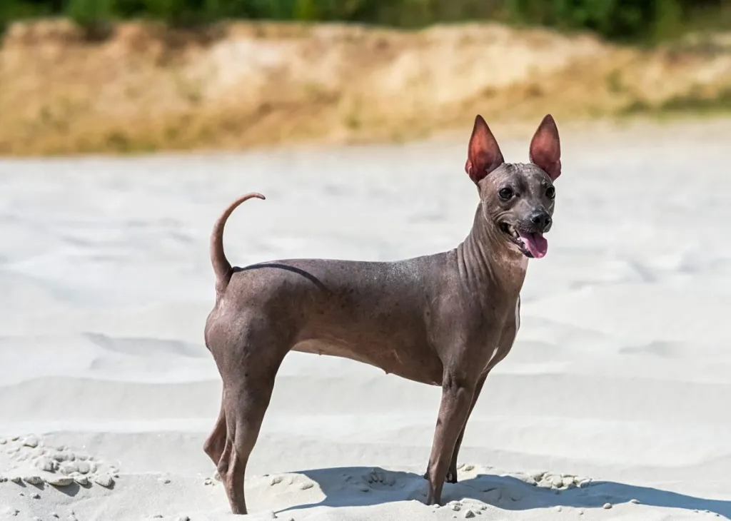 american hairless terrier on the beach