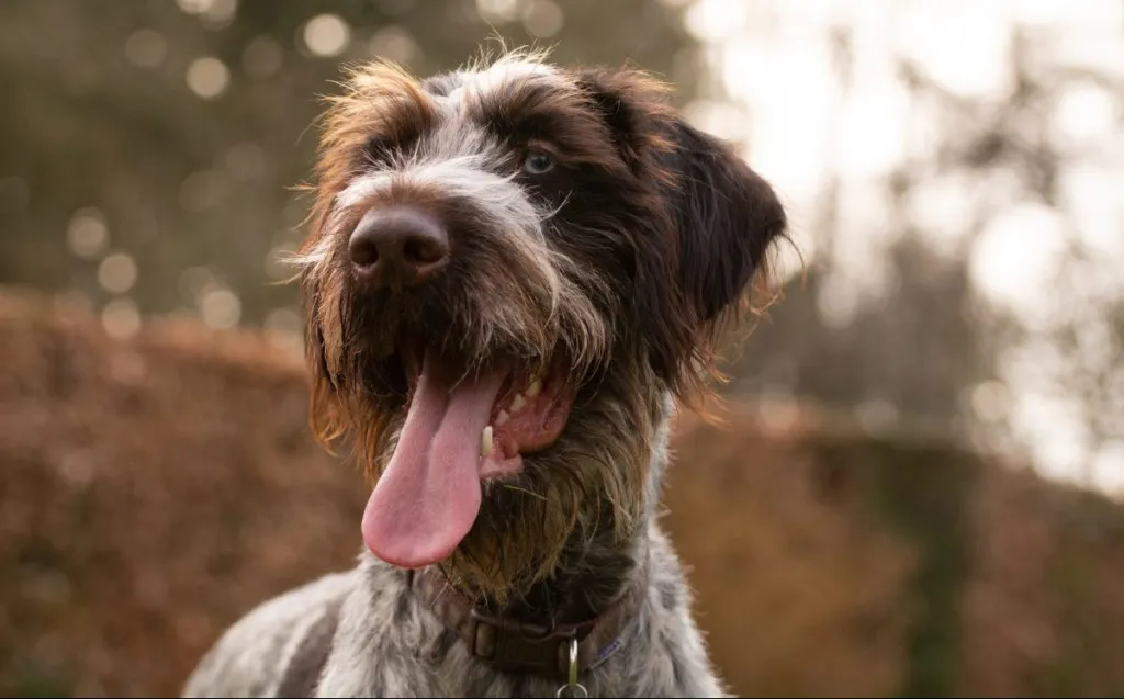 German Wirehaired pointer pure breed dog closeup portrait.