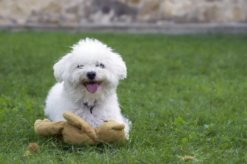 Bolognese dog plays with teddy bear