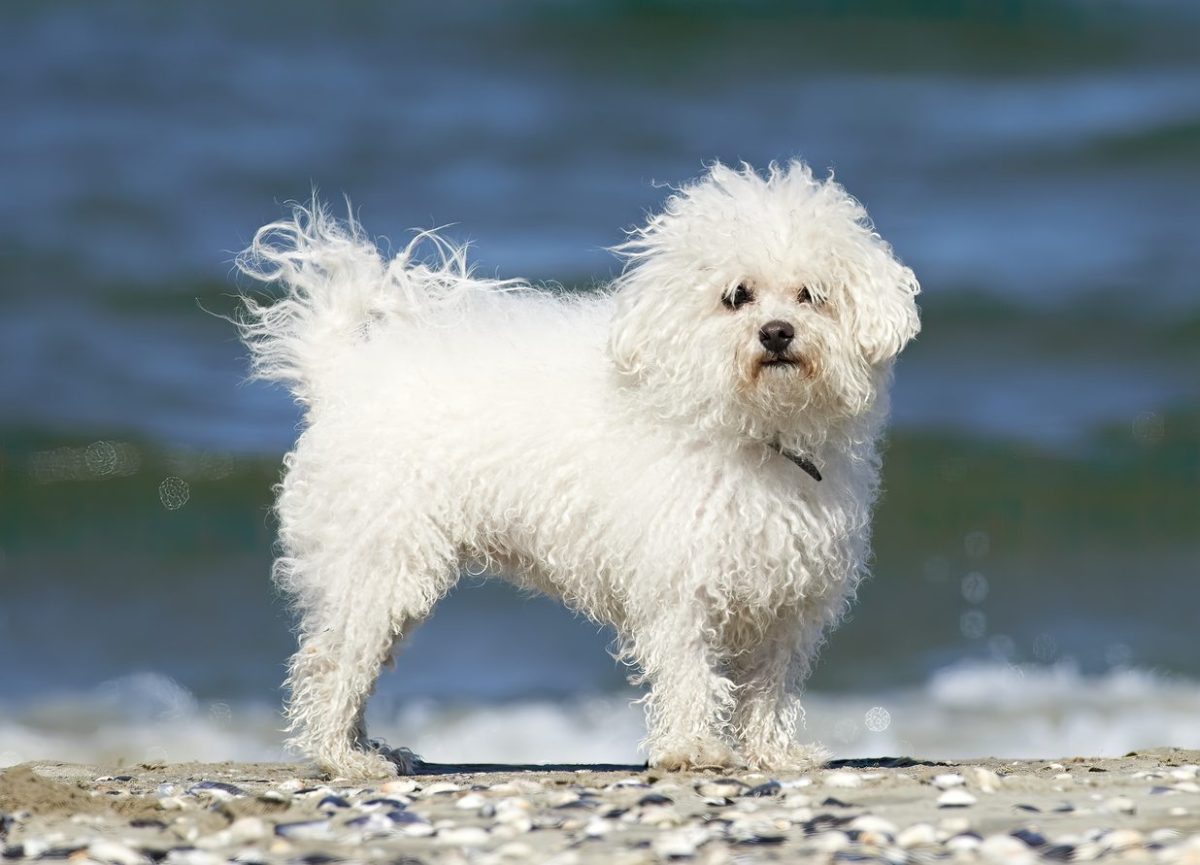 Bichon best sale bolognese puppies