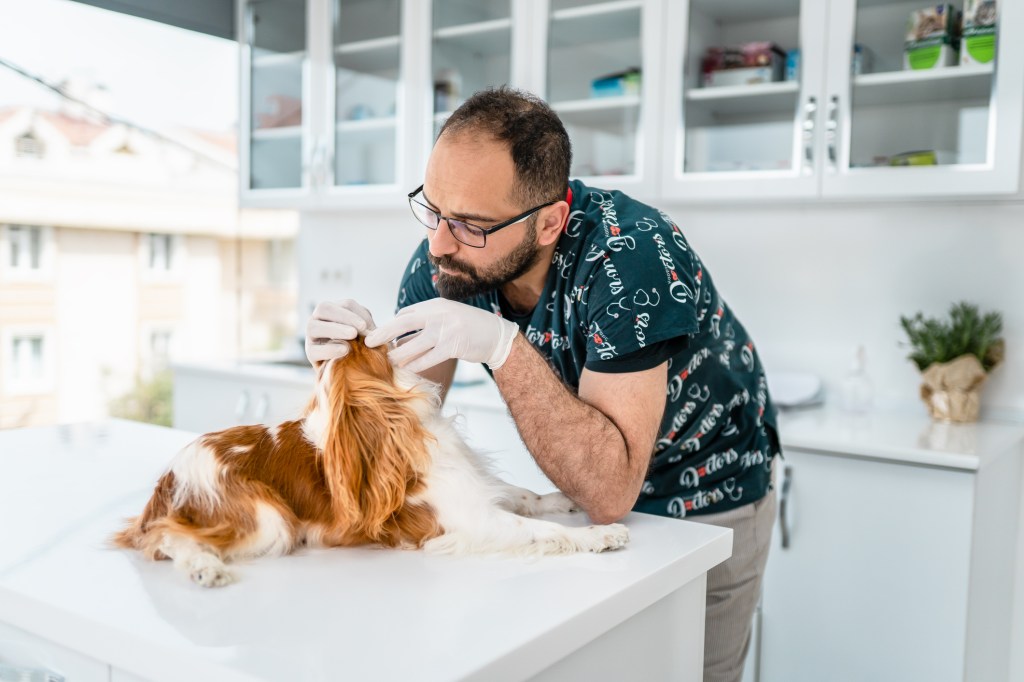 A Cavalier King Charles Spaniel being examined for signs of episodic falling syndrome.