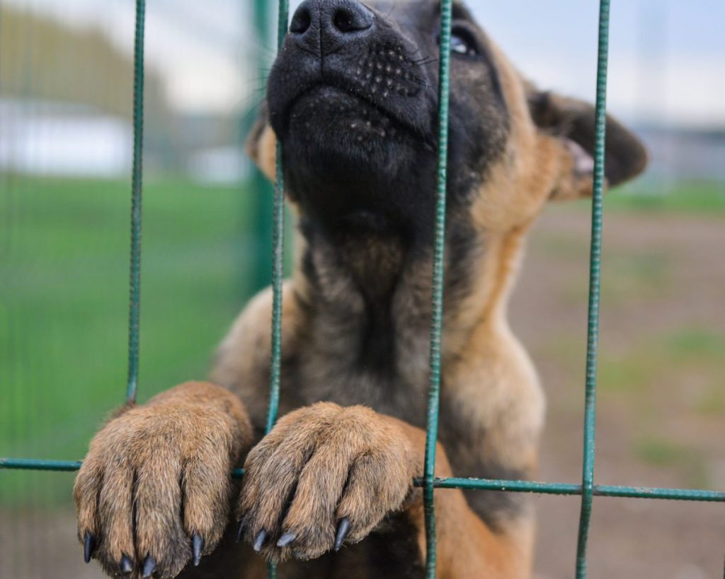 Belgian Malinois puppy climbing on fence