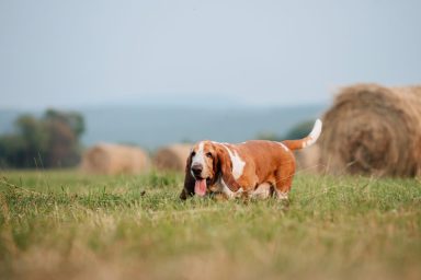 Basset Hound dog Hannah went missing in cornfield before reuniting with owner after she was rescued from a creek.