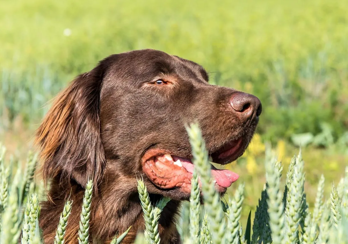 Long on sale coated retriever