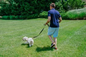 dog walking on leash with dog walker
