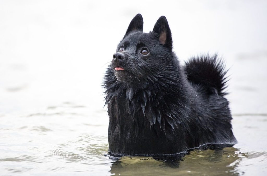 Schipperke, a small black Belgian dog breed, playing in the water looking up at the camera.