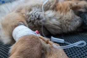 German Shepherd dog receiving IV drip at vet