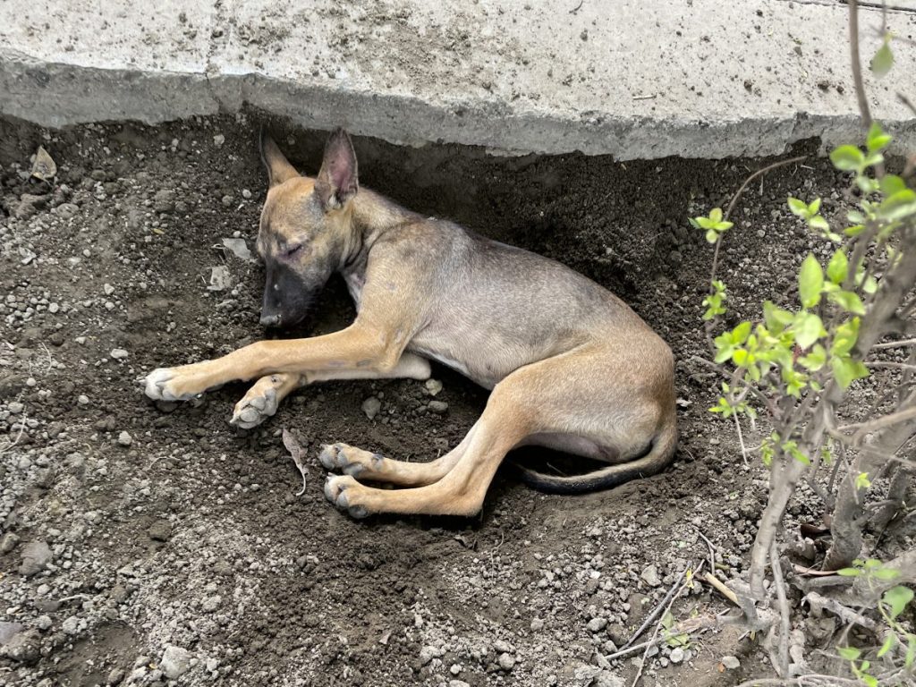stray dog sleeping in dirt