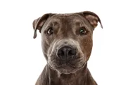Studio shot of beautiful, purebred dog, american pit bull terrier, posing isolated over white background. Curious look. Concept of movement, pets love, animal life, beauty, dogshow. Copy space for ad