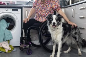 service dog standing next to woman in wheelchair