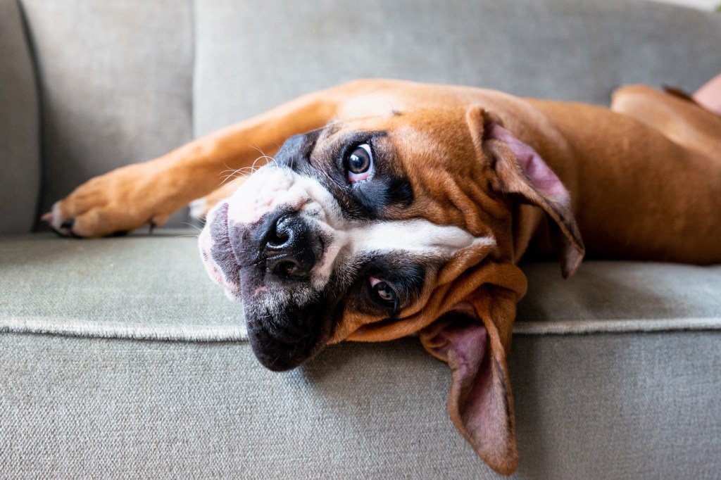 Enneagram type two dog breeds include a Boxer, like this one on the grey couch.