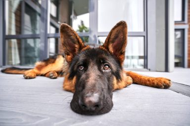 close-up of german shepherd dog