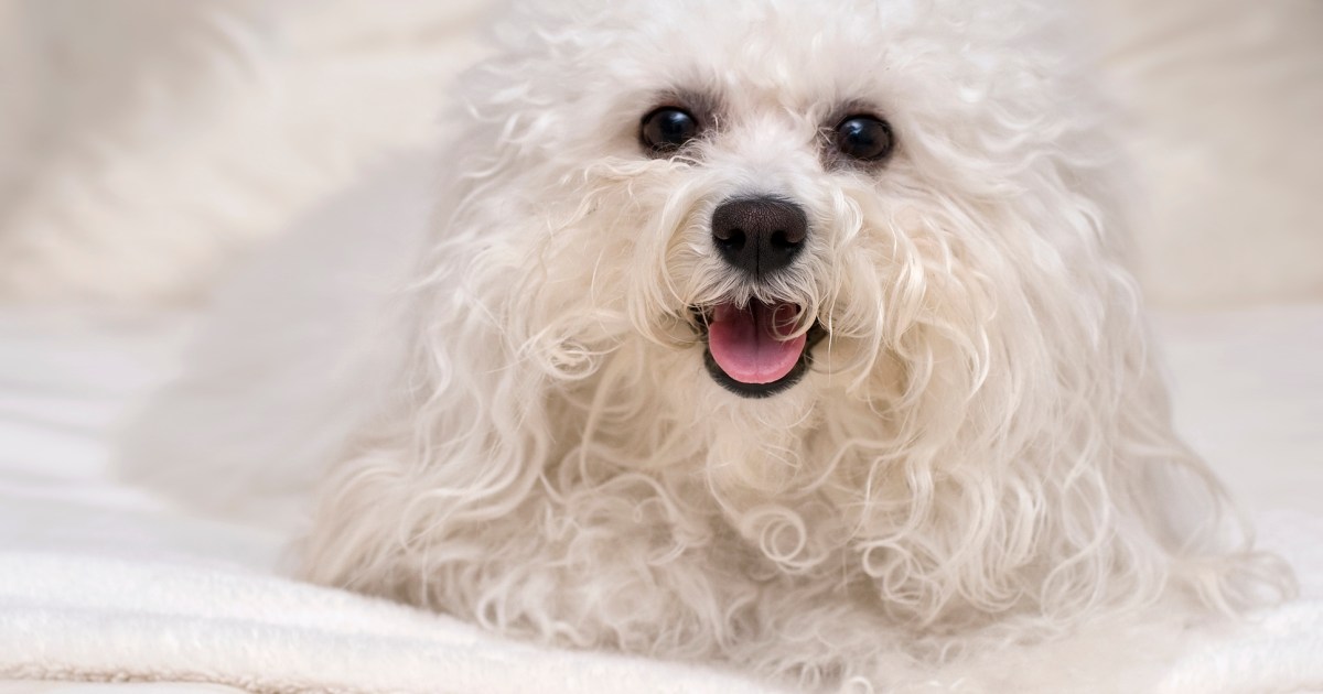 Bolognese dog smiling