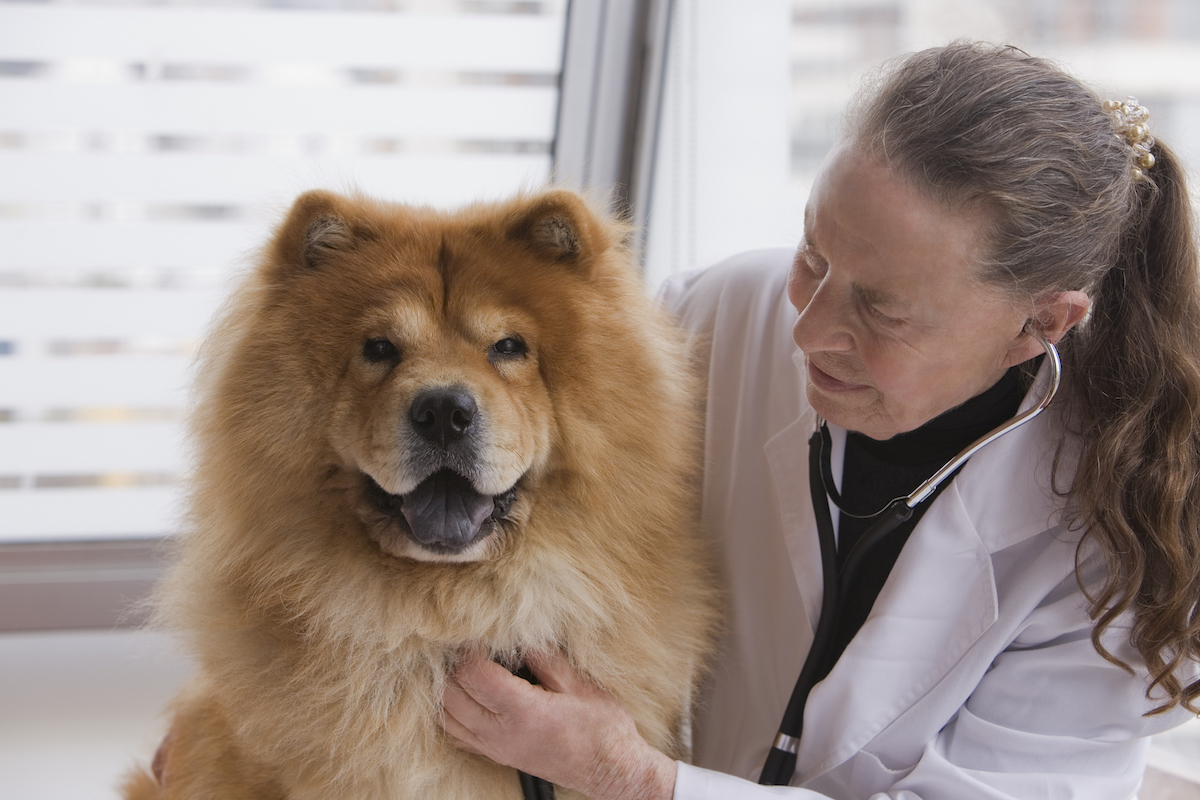 Renal Dysplasia In Dogs Symptoms