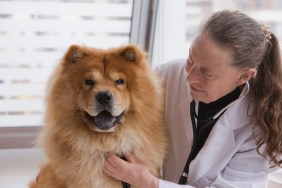 A Chow Chow being checked for renal dysplasia (also known as progressive juvenile nephropathy and familial renal disease).