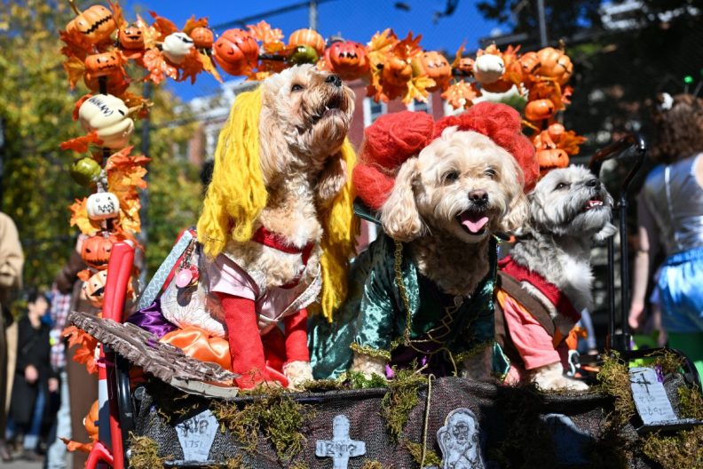 NEW YORK - OCTOBER 2022: Penny a Pappu dog, Sadie a peekapoo dog, and Sandy a Havanese dog pose in a past Annual Tompkins Square Halloween Dog Parade in New York City. Sunny day, no rain on parade day. (Photo by Alexi Rosenfeld/Getty Images)