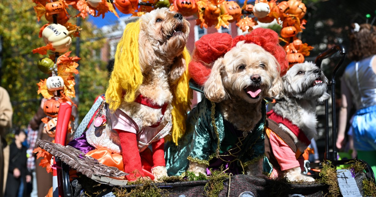 Tompkins Square Halloween Dog Parade DogTime