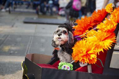 Dog ready for un-canceled Halloween dog parade in New York.