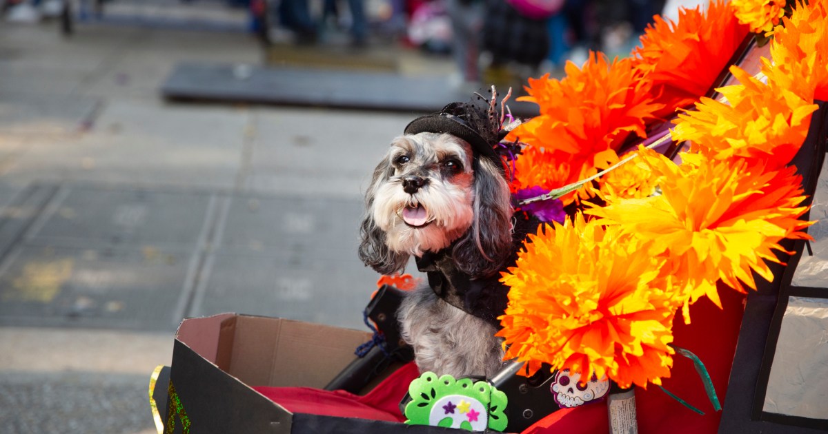 Something to Bark About Tompkins Square Halloween Dog Parade UnCanceled