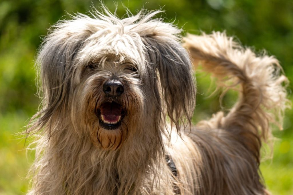 Closeup of a cheerful Portuguese Sheepdog