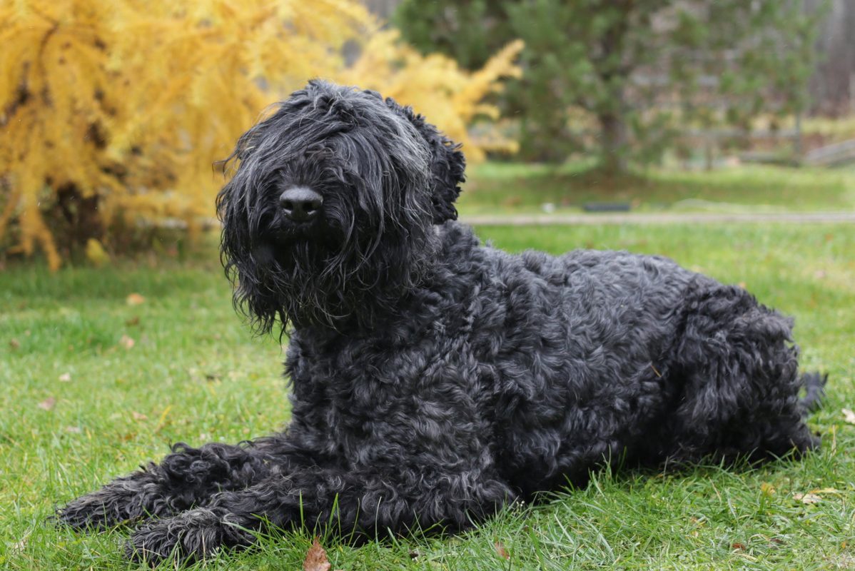 Black russian terrier poodle clearance mix