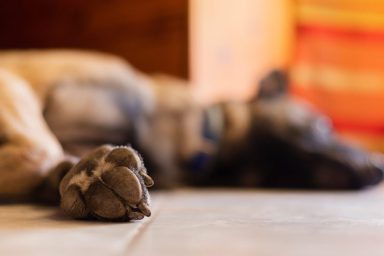 Close-up of paw of sleeping German Shepherd dog