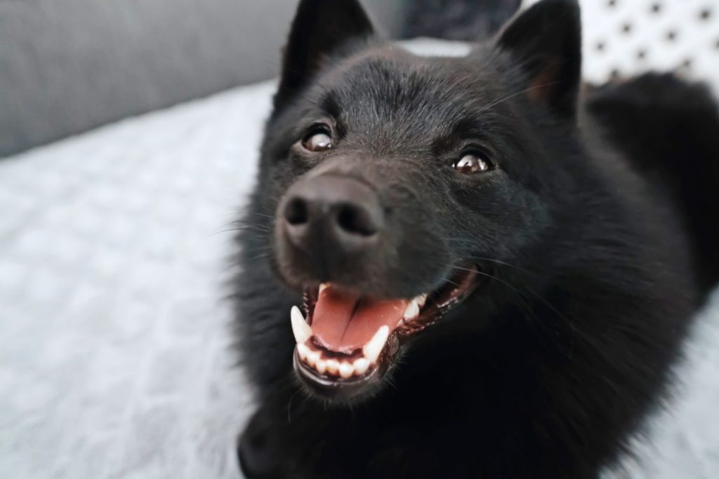 Portrait of happy Schipperke dog, a unique Belgian dog breed, indoors.
