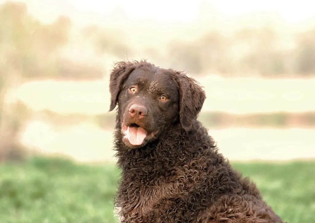 A selective focus shot of an adorable curly-coated retriever