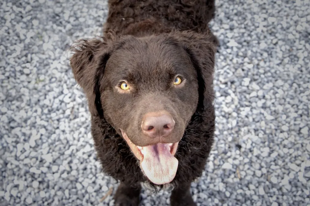 A selective focus shot of an adorable curly-coated retriever