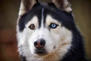 Siberian Husky dog portrait with blue brown eyes and black white coat color, with heterochromia.