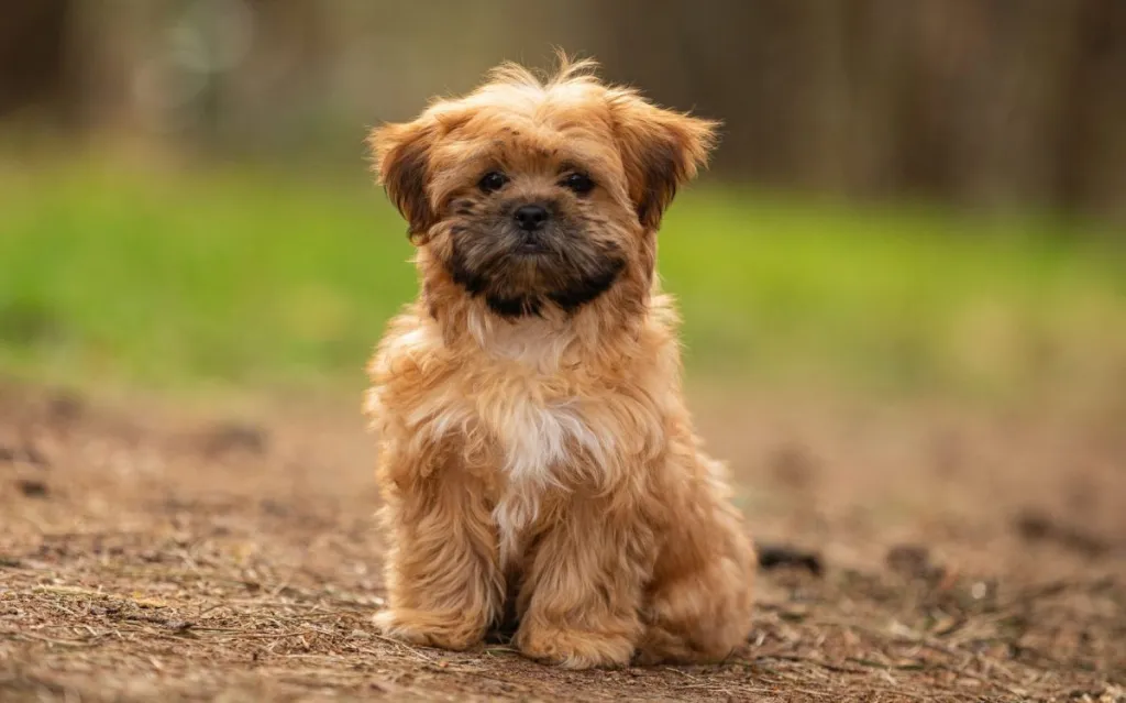 The close-up of a shorkie tzu domestic dog outdoors