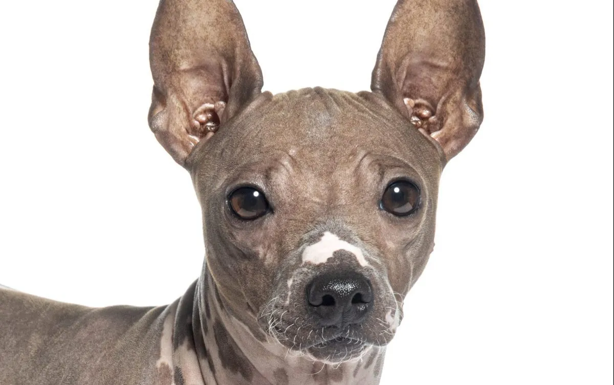 American hairless 2024 terrier coated