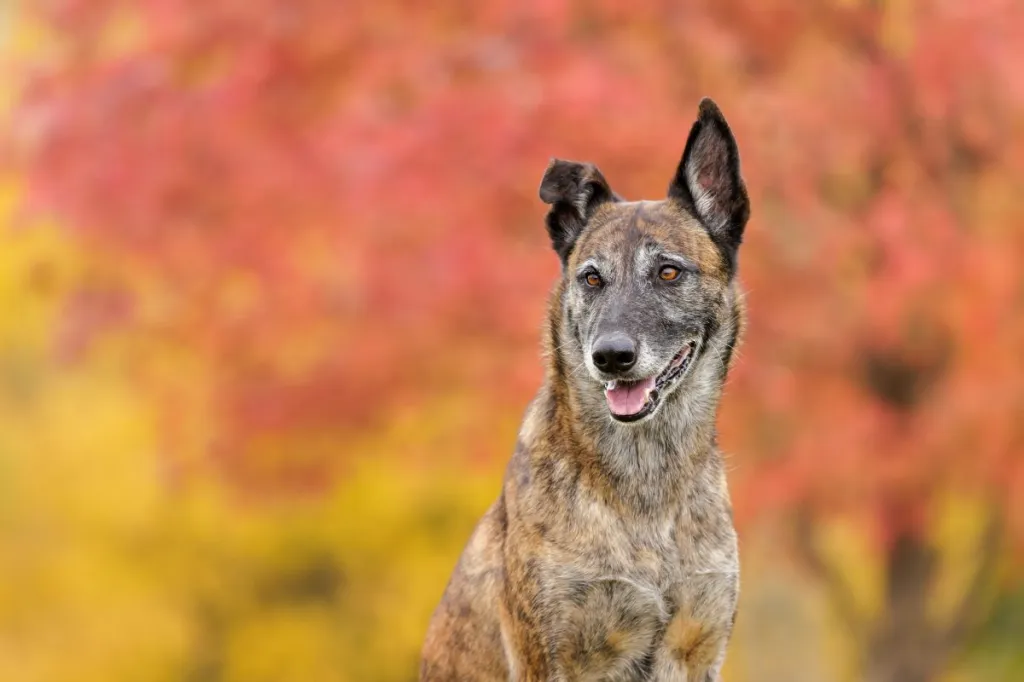 Dutch Shepherd headshot with autumn colors