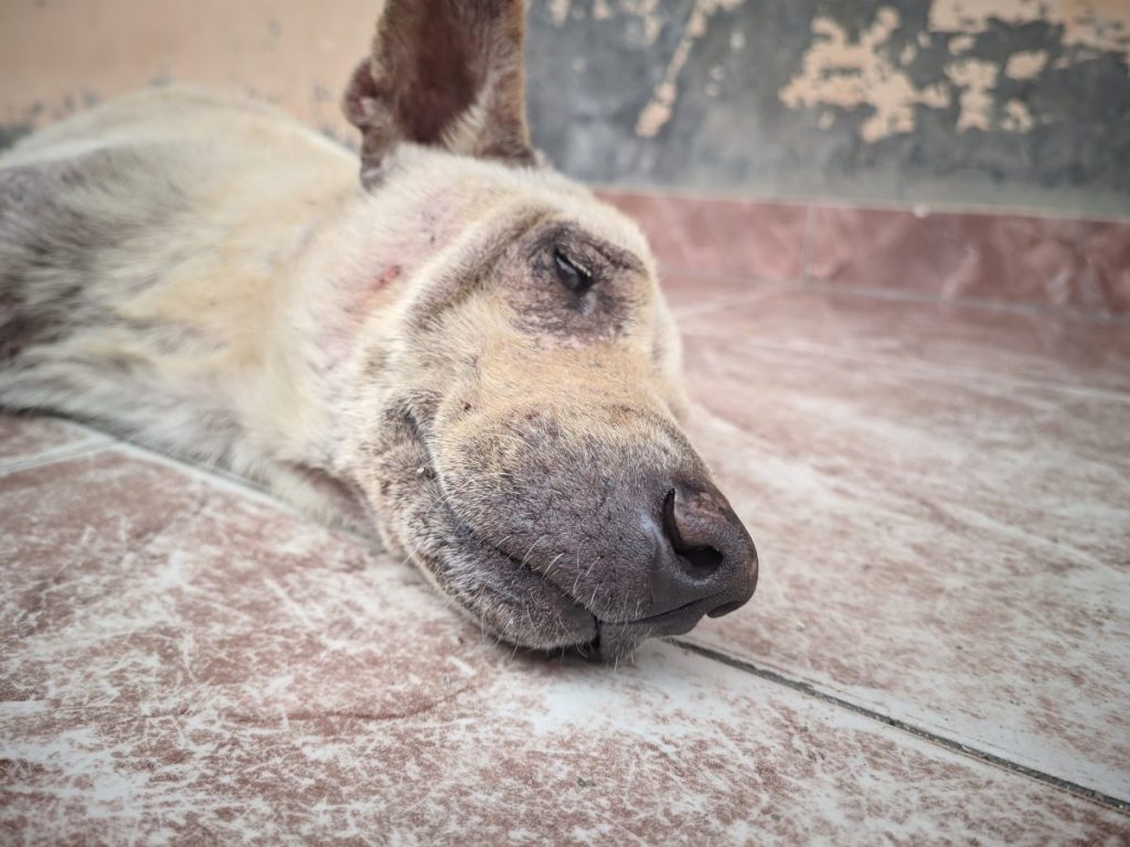 close-up of dead dog lying on ground