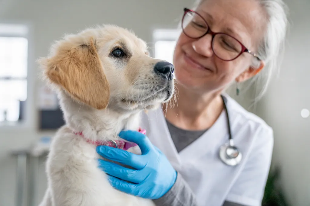 A puppy being checked for neosporosis by a vet.