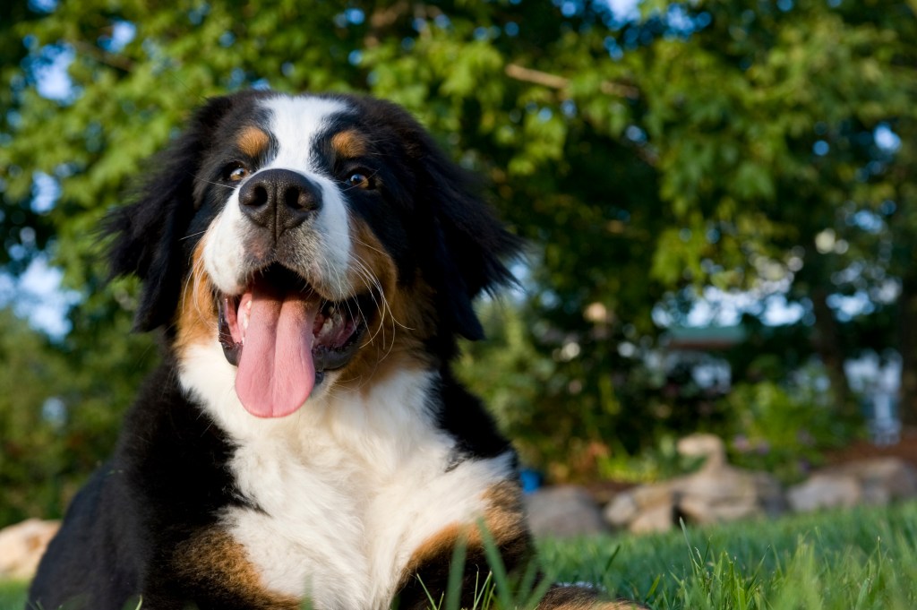Bernese Mountain dog smiling with trees in the background.
