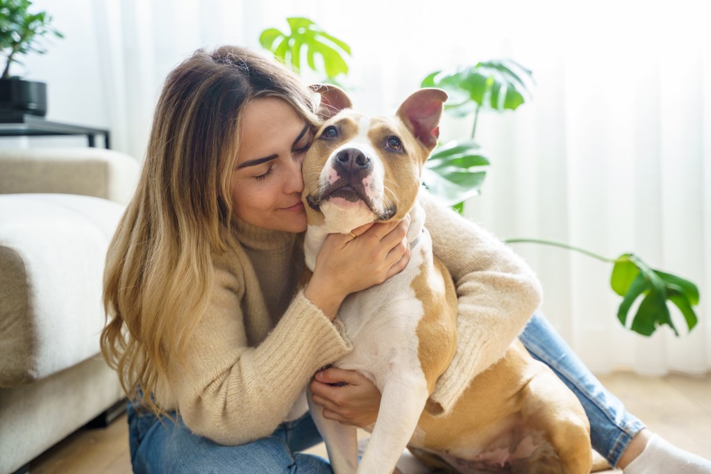 Woman hugging American Pit Bull Terrier, a breed banned in the UK.