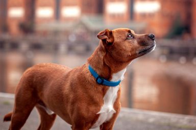 Staffordshire Bull Terrier dog looking up by canal