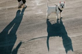 West Highland White Terrier dog walking on leash