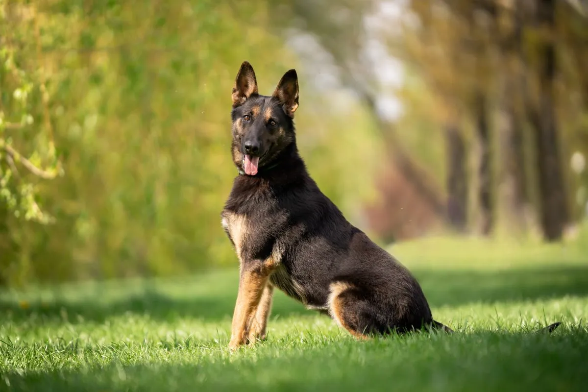 Types of cheap shepherd breeds