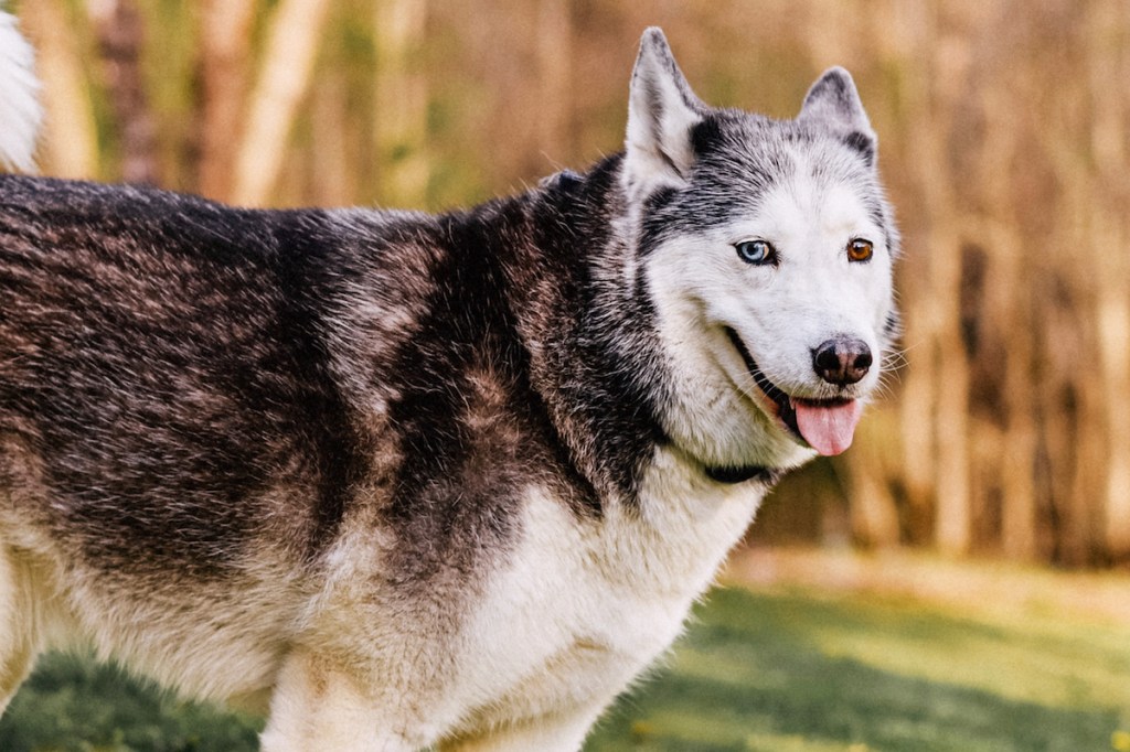 Un chien Husky sibérien atteint d'hétérochromie.