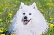 Japanese Spitz Background Images HD Pictures And Wallpaper 59 OFF