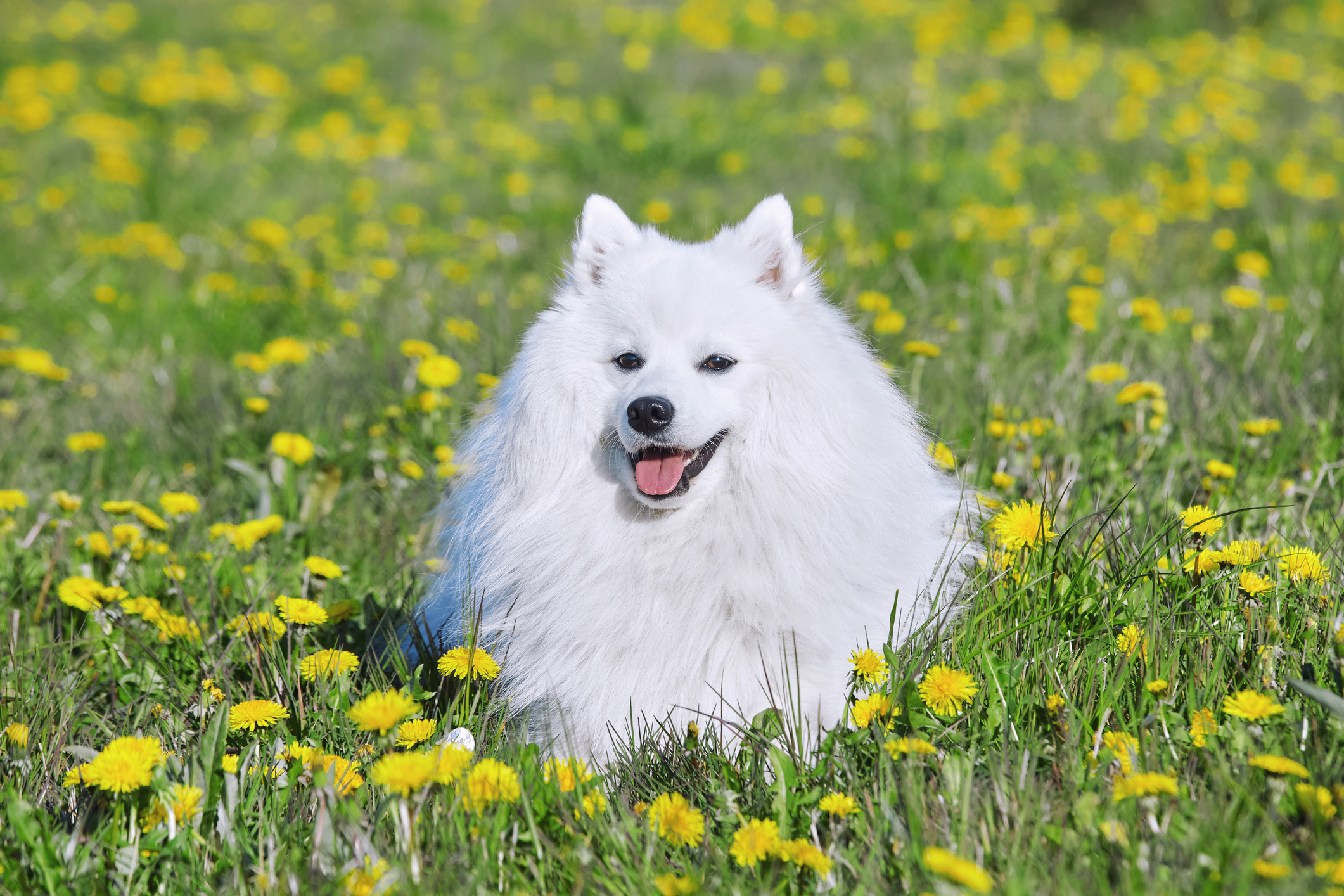 Japanese spitz hot sale health