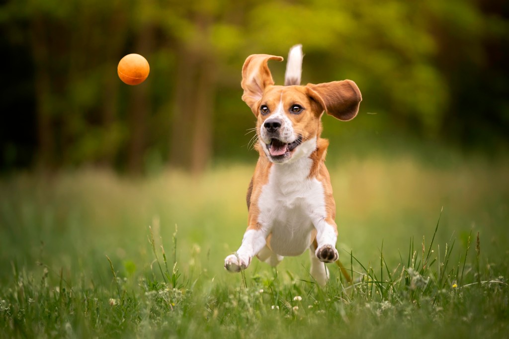 Beagle running after ball in grass.