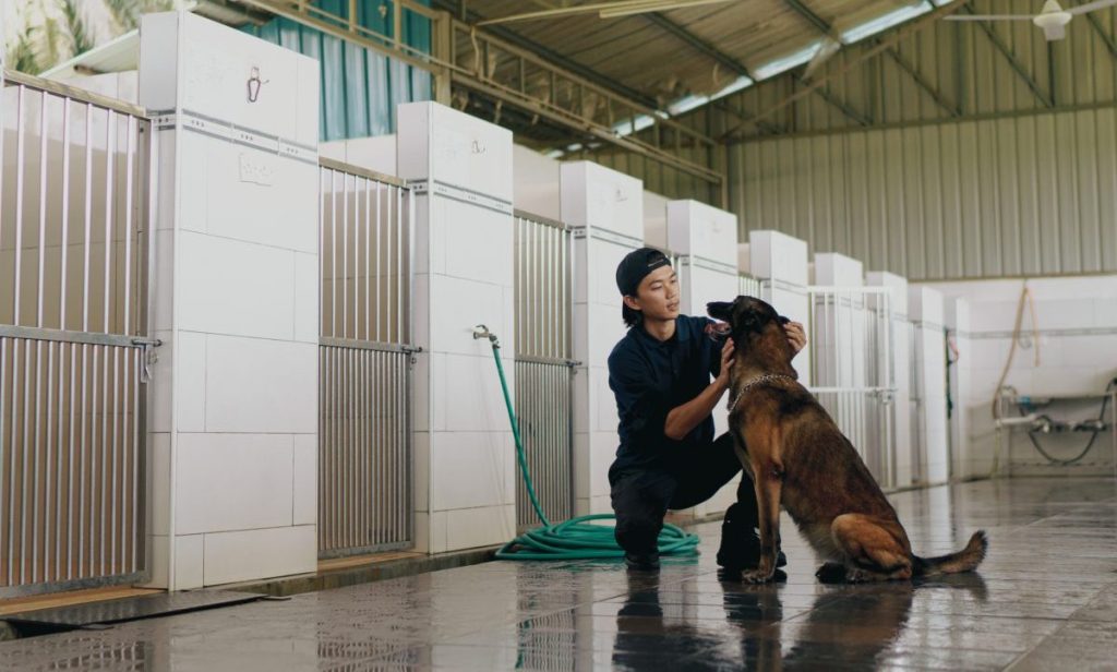 Asian Chinese male dog trainer maintains routine check at his dog boarding compound