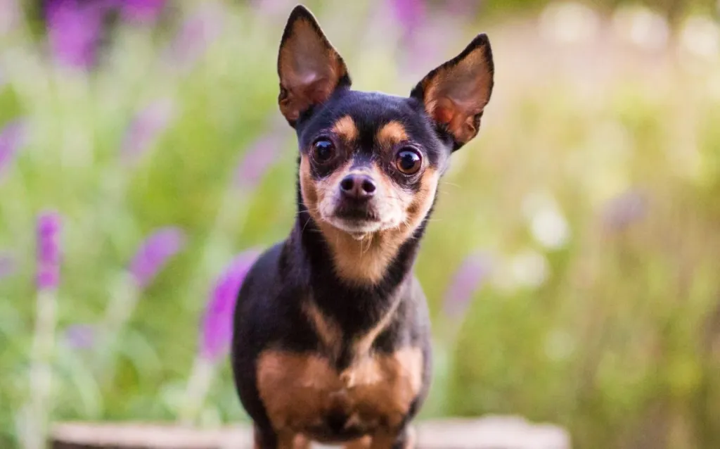 cheapest dog breed chihuahua standing