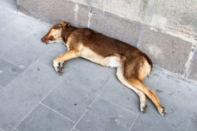 dead dog lying on sidewalk