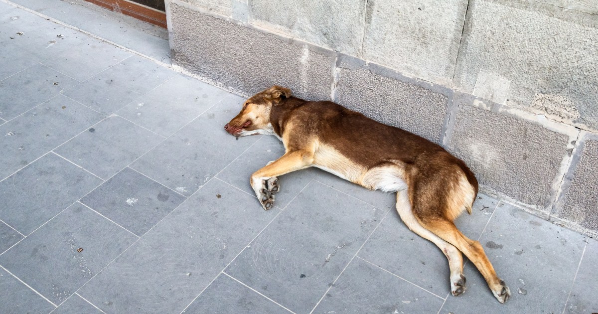 San Antonio Dog Shot in the Leg by Suspect With Rifle