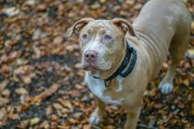 American XL Bully will join the list of banned dog breeds in the UK, as per Prime Minister Rishi Sunak